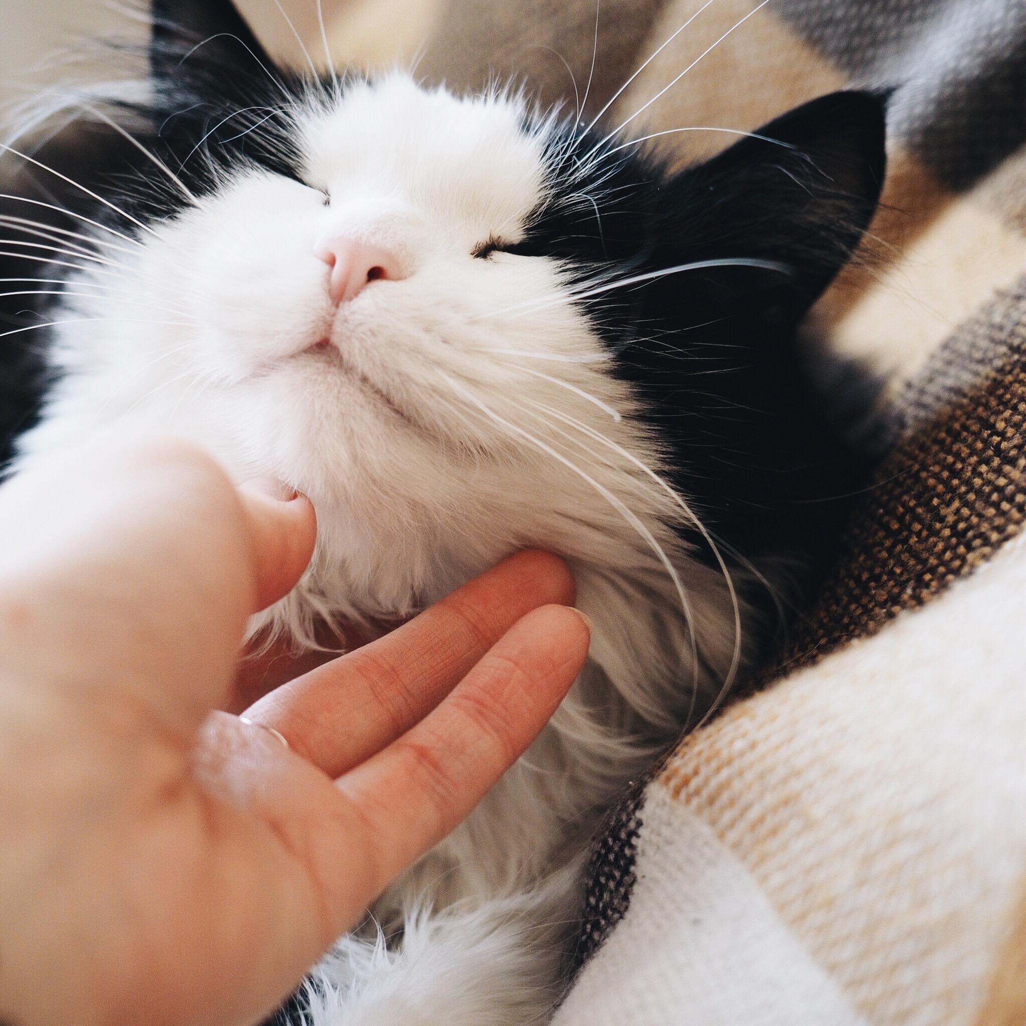 Mobile Katzenbetreuung Eiderstedt